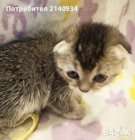 Шотландско клепоухо котенце. Златна чинчила. Scottish fold. Момче, снимка 2 - Чинчили - 55971098