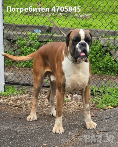 Немски Боксер, снимка 6 - Боксер - 53062652