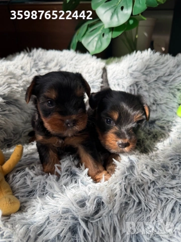 Йоркширски териерчета свободни за капариране, снимка 3 - Йоркширски териер - 53936222