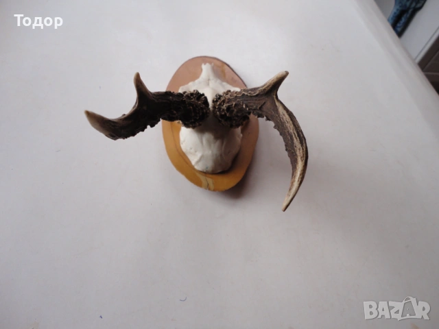 Ловен трофей рог  рога 11, снимка 3 - Ножове - 54087228