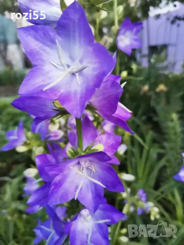КАМПАНУЛА ВИСОКА