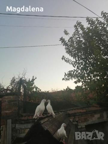 Продавам пощенски гълъби, снимка 7 - Гълъби - 51291844