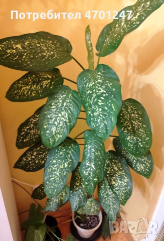 Стайно растение Дифенбахия, снимка 2 - Стайни растения - 53118931