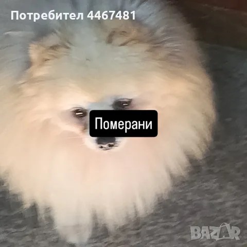 Кучета Померани, снимка 4 - Померан - 55037949