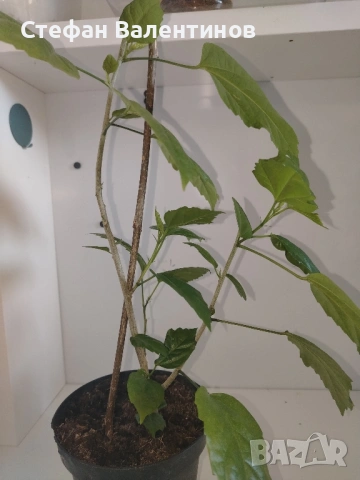 Хибискуси/китайски рози с едри кичести цветове, снимка 4 - Стайни растения - 52044964