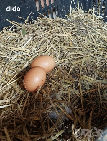 Продавам домашни яйца от свободно отглеждани кокошки , снимка 3 - Домашни продукти - 54181084