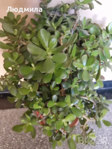 Мушкато,дърво на живота,Шефлера  и др.растения готови за декорация и подарък, снимка 4 - Декорация за дома - 48567968