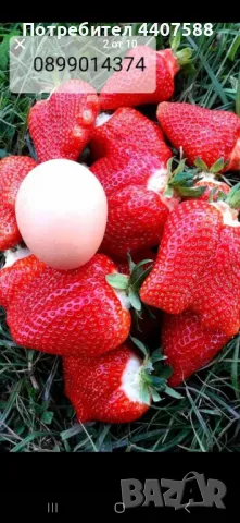 Разсад ягоди и малини , снимка 8 - Разсади - 49438431