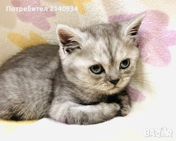 Британско момче. Сръбрена чинчила, снимка 6 - Британска късокосместа - 52997443