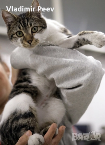 Котета добре възпитани на 6 месеца , снимка 2 - Други - 52871787