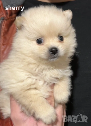 Померани, снимка 4 - Померан - 54321162