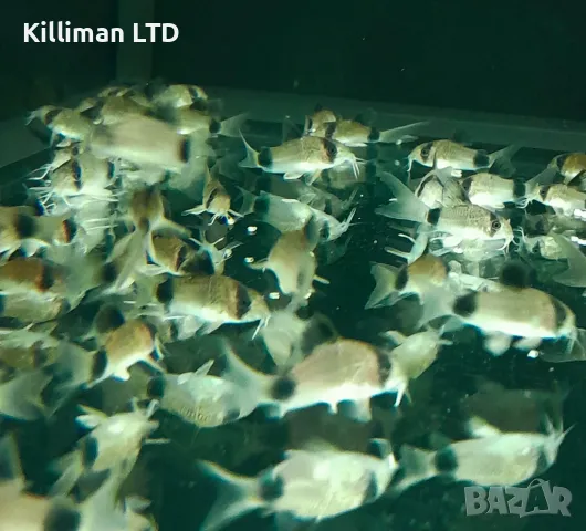 Коридорас панда, снимка 1