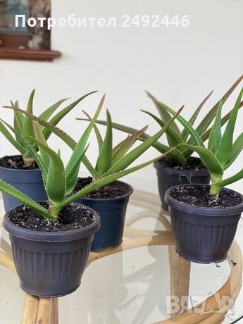 Алое Вера (Aloe)