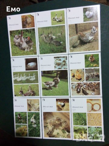 За Ценители и Колекционери! Изключително редки и отлично запазени руски комплекти картички(2)!, снимка 11 - Колекции - 31366942