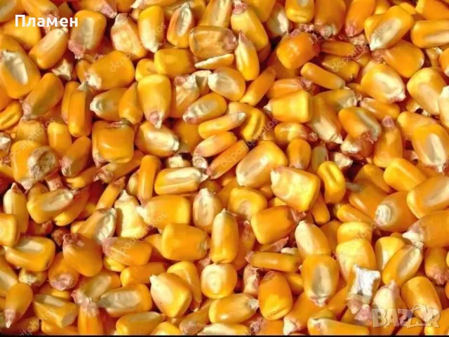 Царевица на зърно