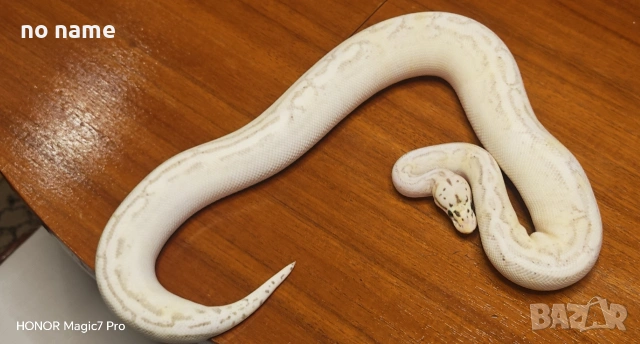 Кралски питони (Python Regius) , снимка 3 - Змии - 51879446