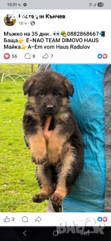 немско овчарско куче, снимка 11 - Немска овчарка - 52870357