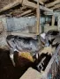 Продавам мъжки телета , снимка 1