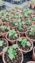 Салвия Червен Роман, Salvia Roman Red или по-известна като Градински чай!!, снимка 8