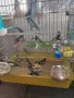 Продавам японски амадини, снимка 1