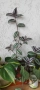 Tradescantia zebrina, снимка 3