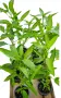 Разсад ПЕПИНО Пъпешово дърво . Сорт (Solanum Muricatum) ▪️Развива се много бързо , снимка 3
