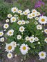 Маргаритки градински, снимка 1 - Градински цветя и растения - 36928630