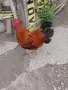 Нюхемпшир яйца за люпене , снимка 2
