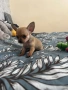 Мини чихуахуа момченце, снимка 1