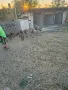 Белгийска овчарка малиноа на 3 месеца, снимка 4
