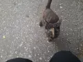 Коте - подарявам котенце, снимка 4
