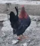 Петле , Петел Малайзиатска Сарама , снимка 4