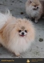 мъжки померан, снимка 3