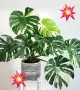 Комплект от три вида monstera, може и по отделно, снимка 1