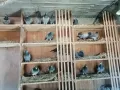 Пощенски гълъби, снимка 2