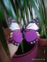 Декоративни пеперуди за саксии цветя градина 