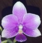 Ароматна орхидея фаленопсис мултифлора, снимка 1
