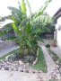 Банан . Бананова палма , снимка 2