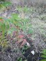 Фиданки Влакнест Шмак - Рустифина (Rhus typhina Dissecta), снимка 15