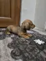чистокръвни мини дакелчета, снимка 5