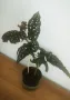 Бегония Макулата "Блек Форест" (Begonia  Maculata "Black Forest") , снимка 2