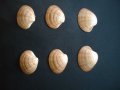 Мидени черупки и камъчета от Егейско море за вашата колекция, снимка 1 - Колекции - 34166712