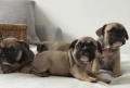 Френски булдог-кученца, снимка 7