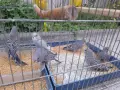 Продавам млади вълнисти папагали  и две млади корели, снимка 5