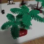 Декоративни палми, снимка 2