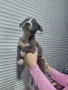 Синьо питбулче, момиченце , снимка 3