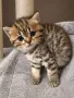 Британско късокосместо котенце златна чинчила, снимка 1