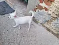 Бял мини пинчер, снимка 4