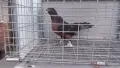 Женска Миро Мардини-Турски , снимка 2