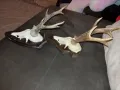 рога от сръндак, снимка 8